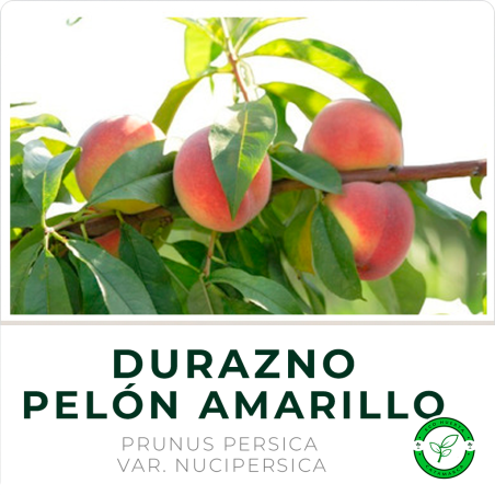 Durazno Pelón Amarillo