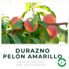 Durazno Pelón Amarillo