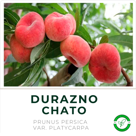 Durazno Chato