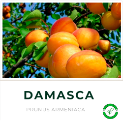 Damasca