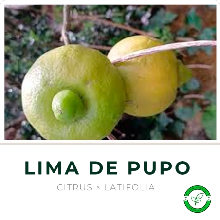 Lima de Pupo