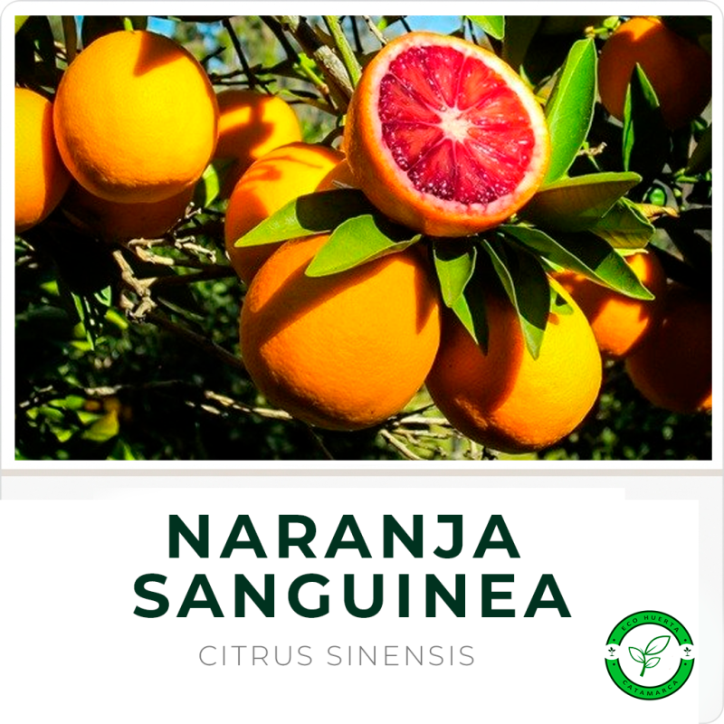 Naranja Sanguinea