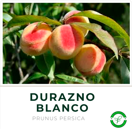 Durazno Blanco