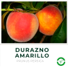 Durazno Amarillo
