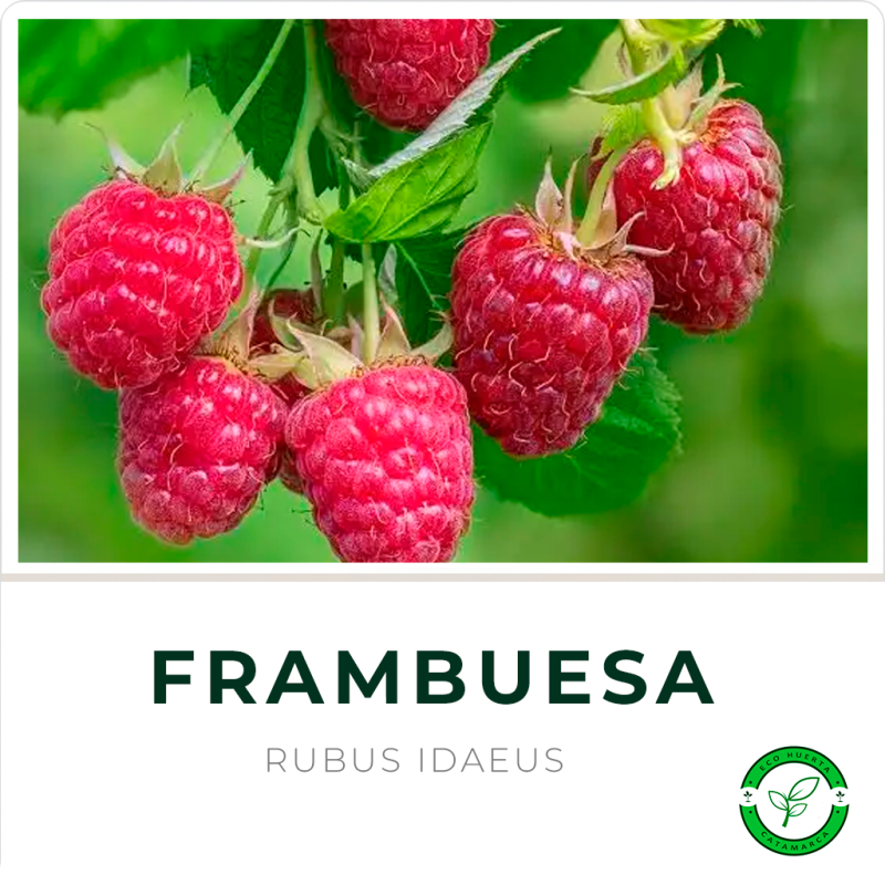 Frambuesa