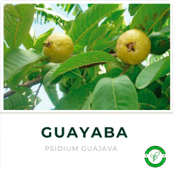 Guayabo