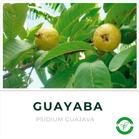 Guayabo