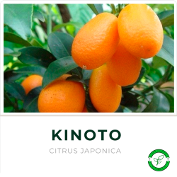 Kinoto