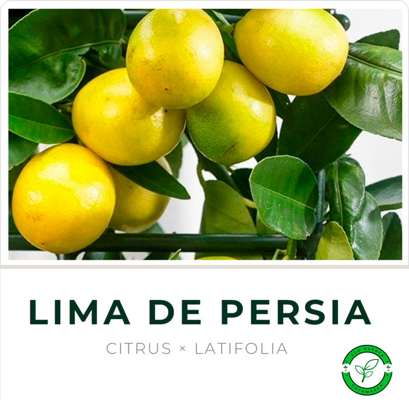 Lima de Persa (Tahití)
