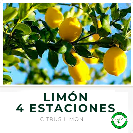 Limón 4 Estaciones