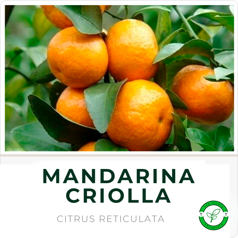 Mandarina Criolla