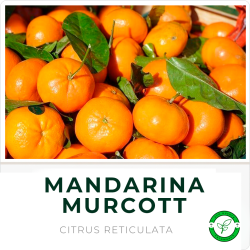 Mandarina Murcot