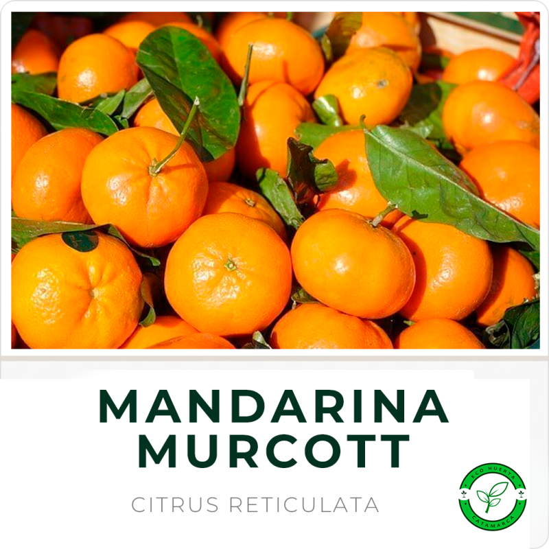 Mandarina Murcot