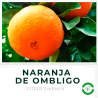 Naranaja de Ombligo