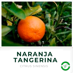 Naranja Tangerina