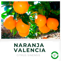 Naranja Valencia