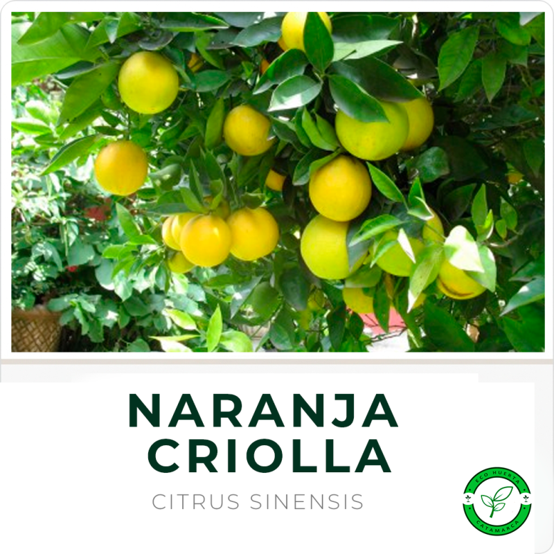 Naranja Criolla