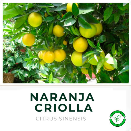 Naranja Criolla