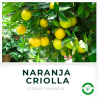 Naranja Criolla