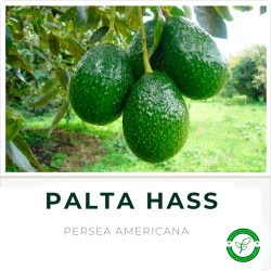 Palta Hass