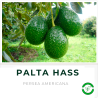 Palta Hass
