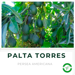 Palta Torres