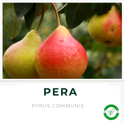 Pera