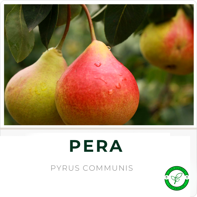 Pera