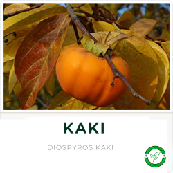Caqui o (Kaki)