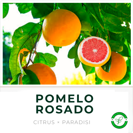 Pomelo Rosado