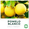 Pomelo Blanco