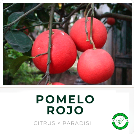Pomelo Rojo
