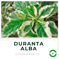 Duranta Alba