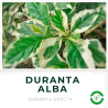 Duranta Alba