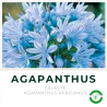 Agapanthus Celeste