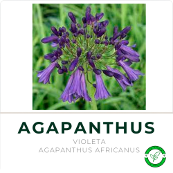 Agapanthus Violeta