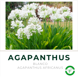 Agapanthus Blanco