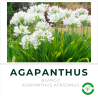Agapanthus Blanco