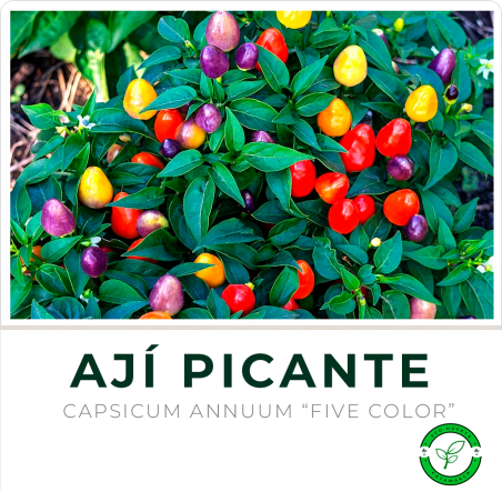Ají Picante