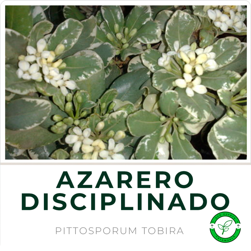 Azarero Disciplinado