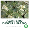 Azarero Disciplinado