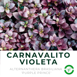 Carnavalito Violeta