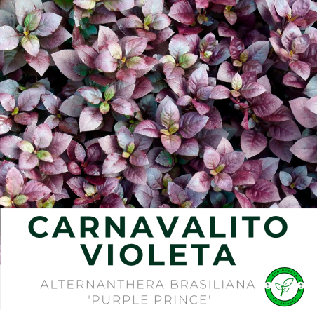 Carnavalito Violeta
