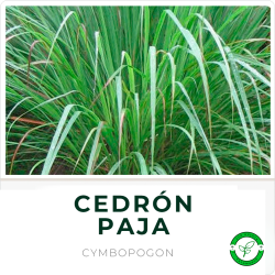 Cedrón Paja