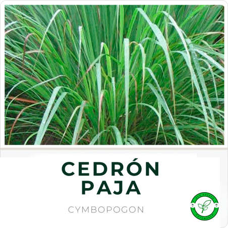Cedrón Paja
