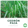 Cedrón Paja