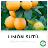 Limón Sutíl
