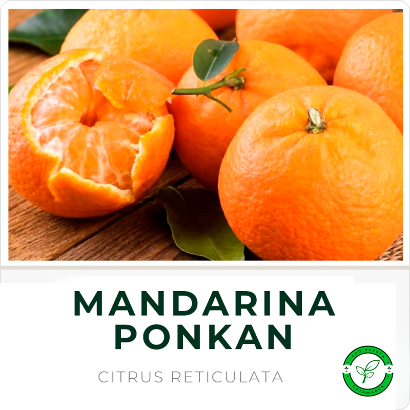 Mandarina Punca