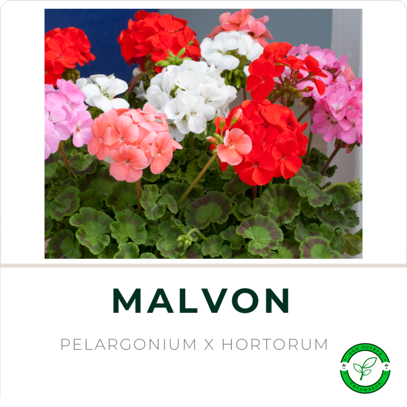 Malvon M12