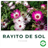 Rayito de Sol (Ficoide)